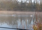 un couple de cygnes qui tranquillement se balade sur l'étang.