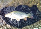 Les carpes de Breurey-les-faverney