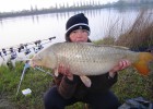 carpe commune de 11.5kg